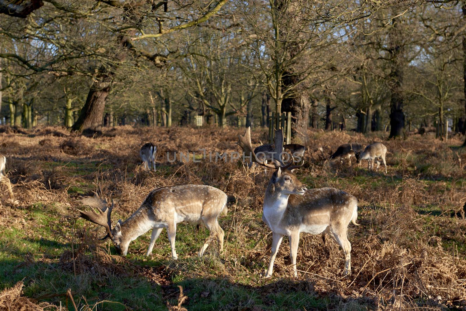 Fallow deer eating in autumnal park