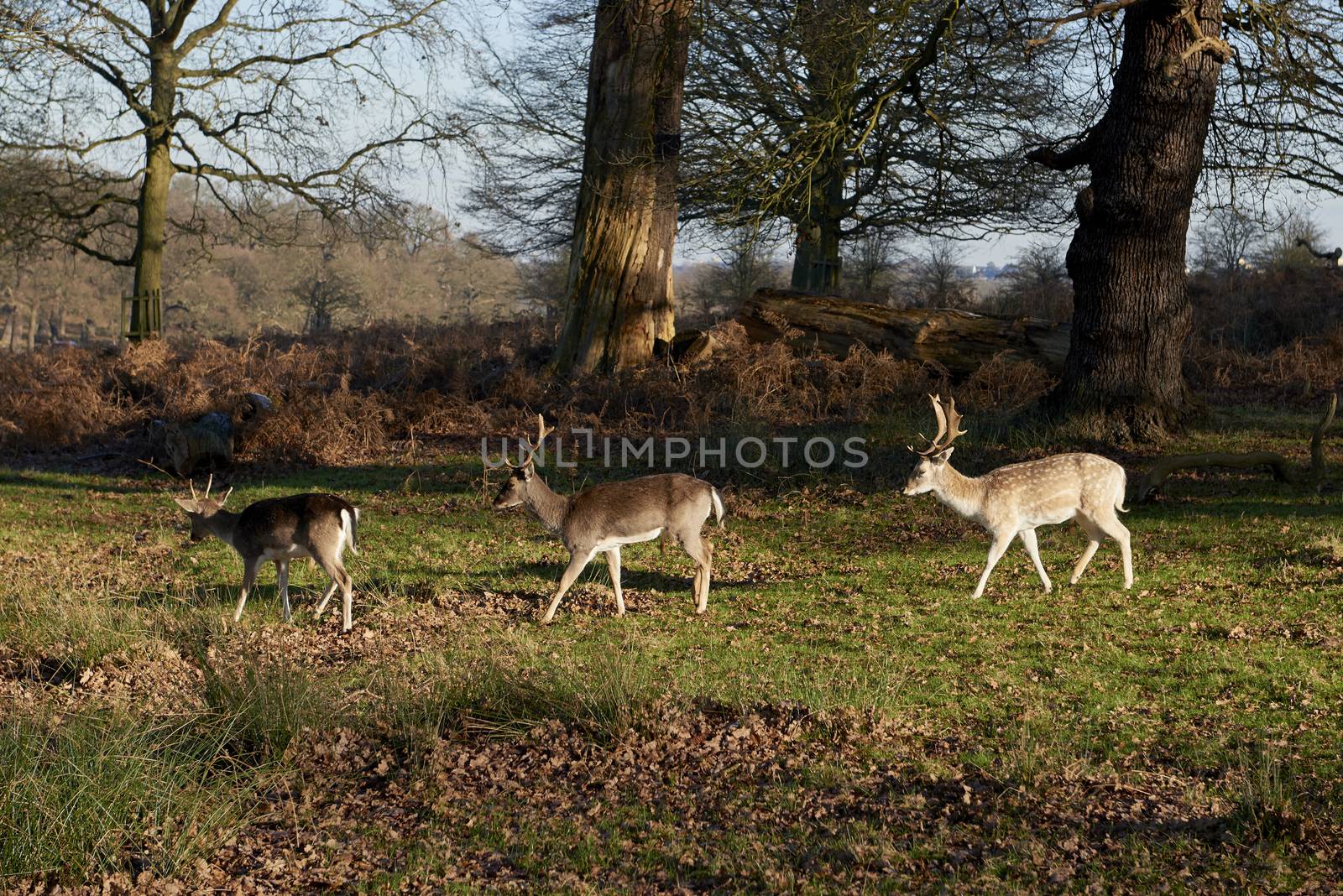 Fallow deer eating in autumnal park