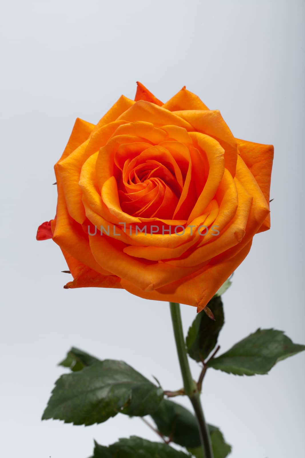 orange rose by wjarek
