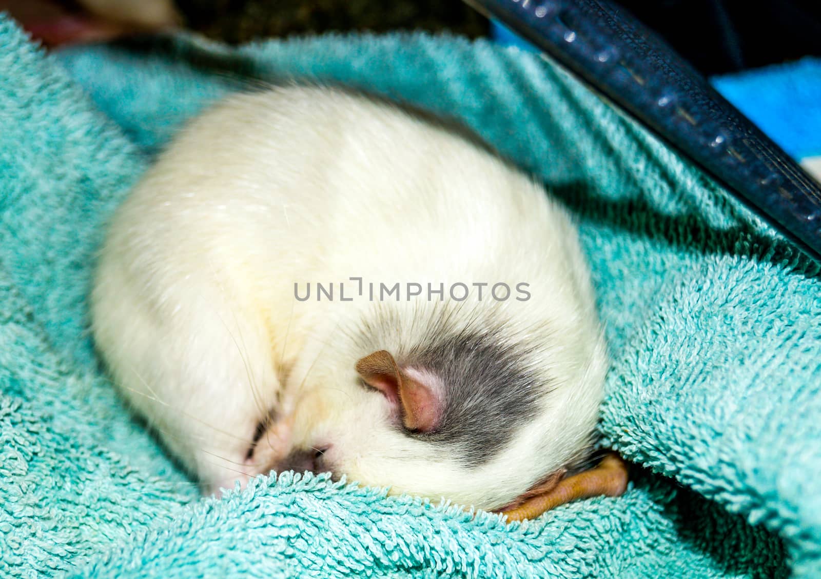 White dumbo rat curled up sleeping