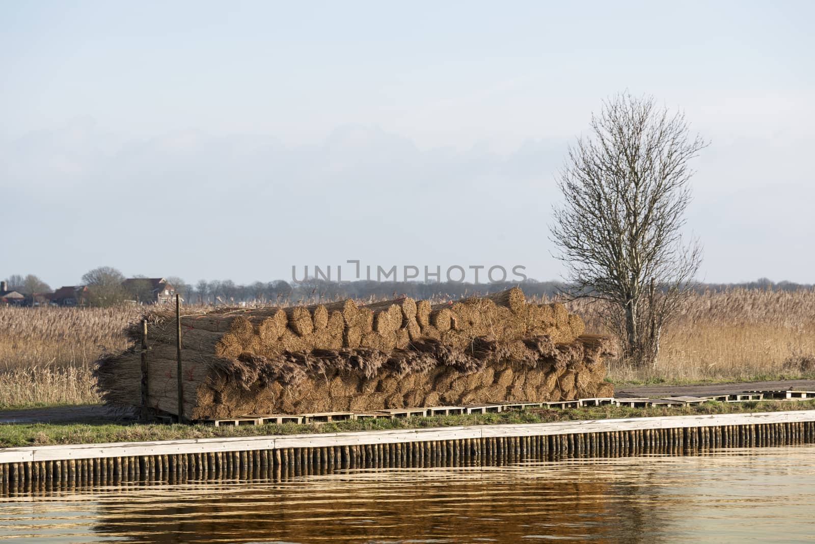 bundles of rural straw near the river ready for transport to the thatchers in Holland