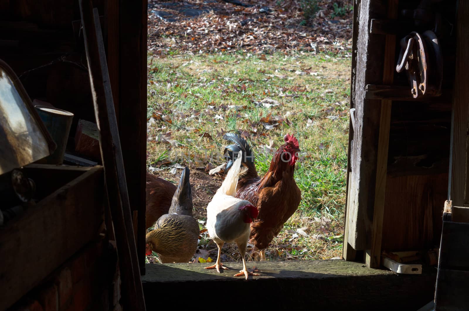 Roosters in the doorway of an old, abandoned tool shed