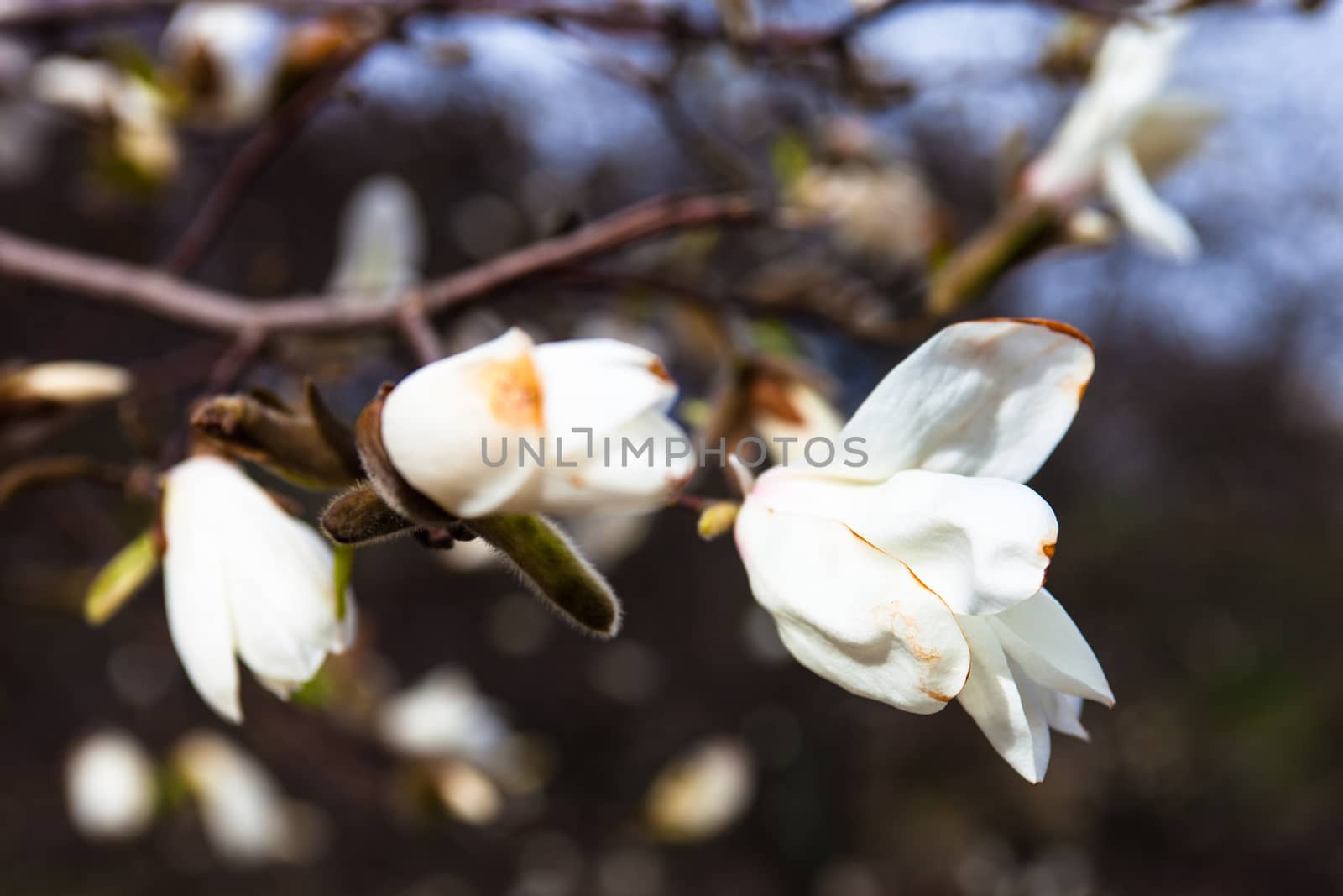 White flowers of the magnolia tree in early spring by rootstocks