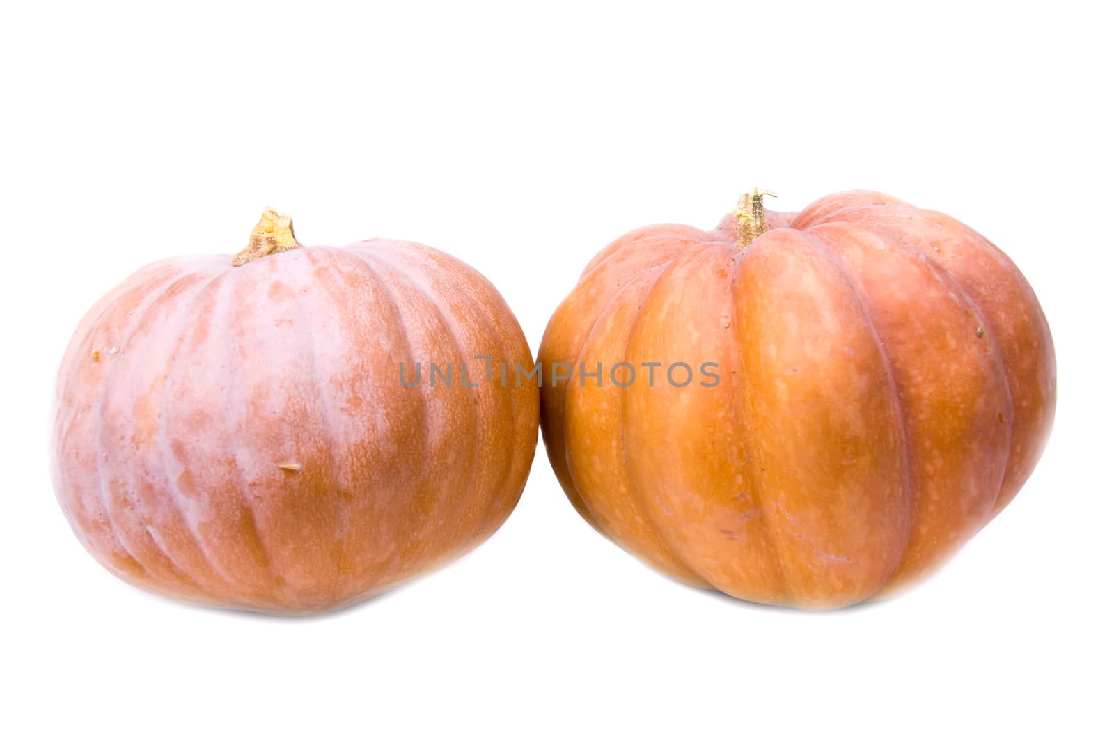 Ripe pumpkins on a white background seen from the front