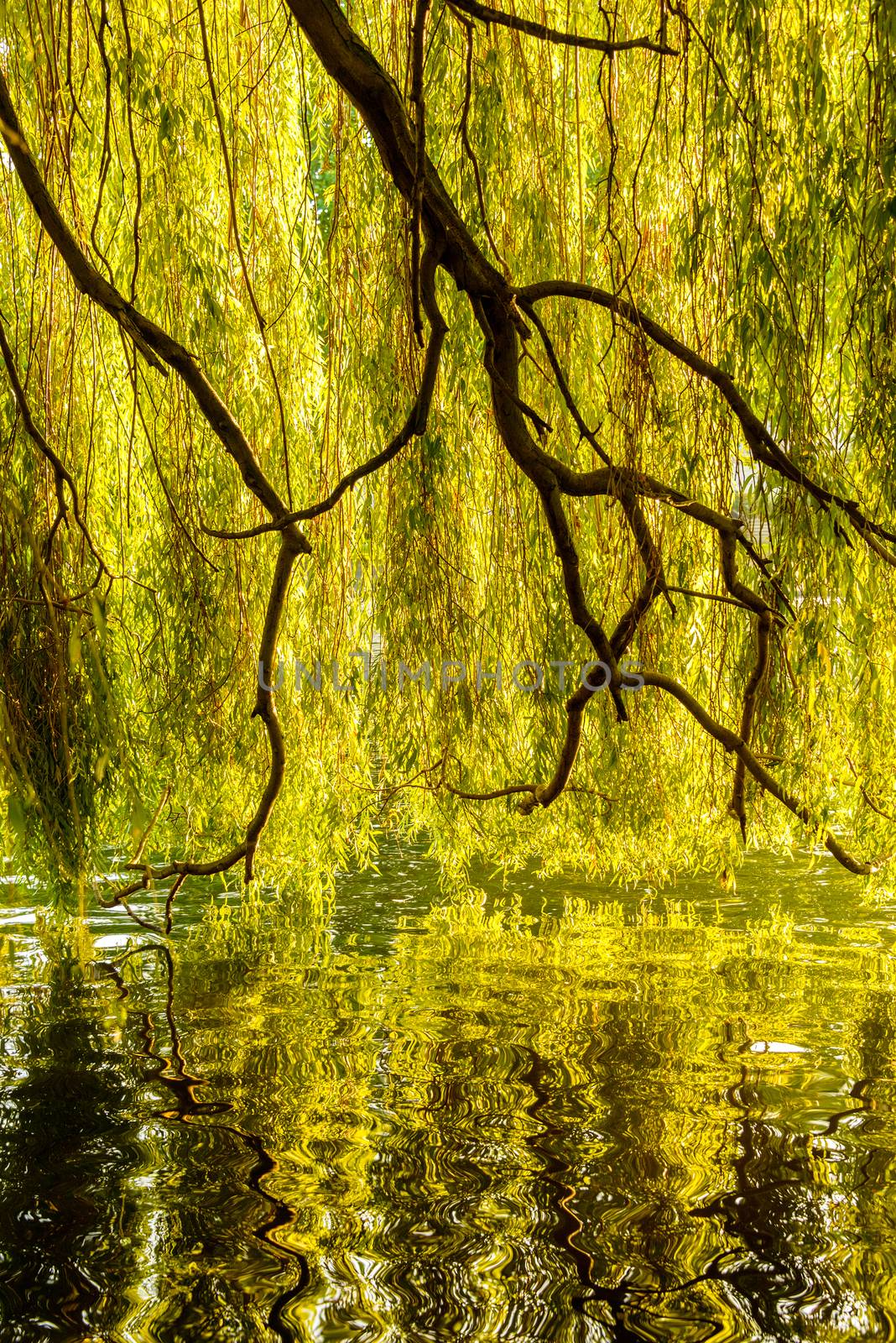 Tree reflection on the water by dutourdumonde