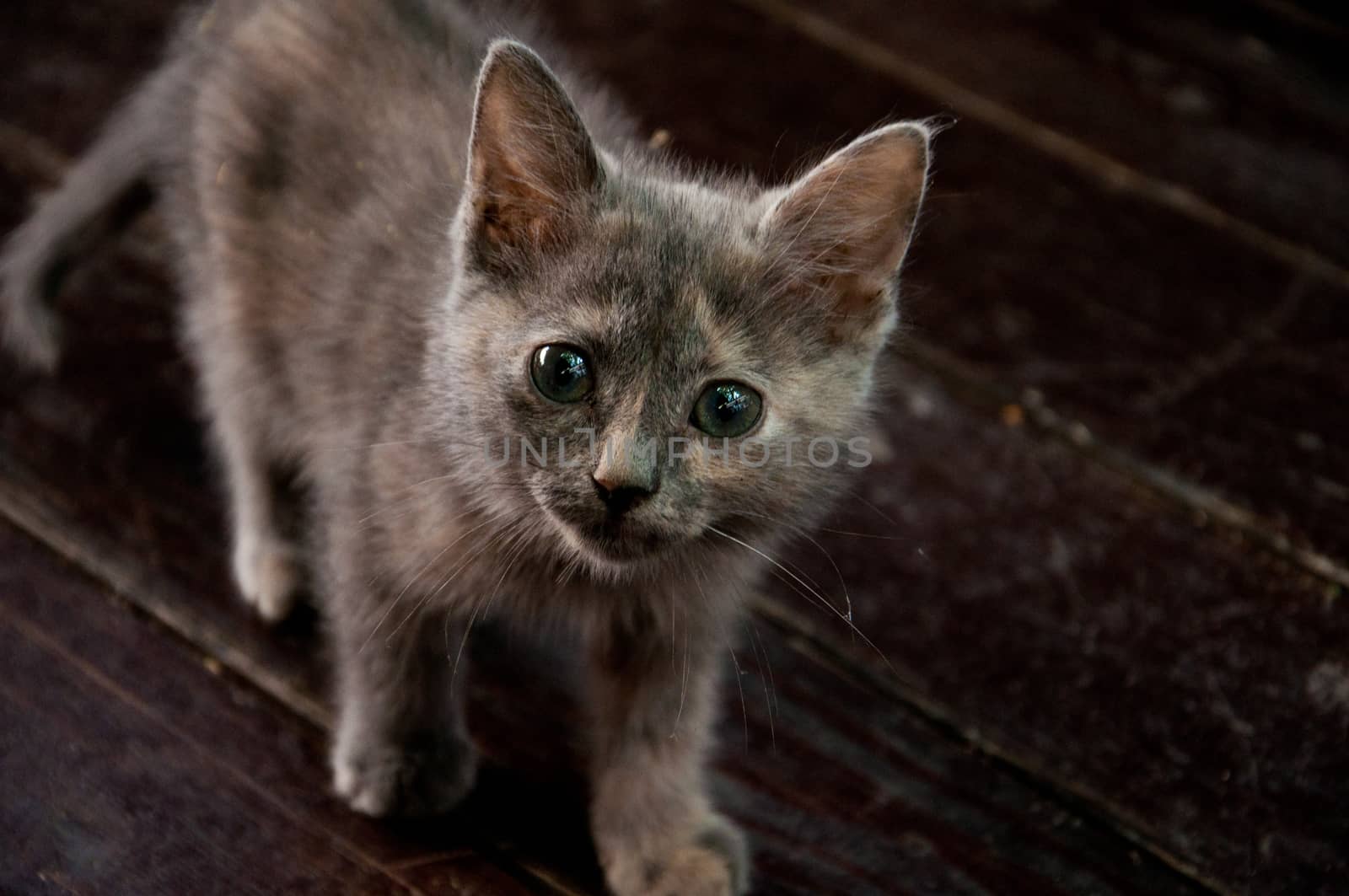 Gray baby cat interested in camera