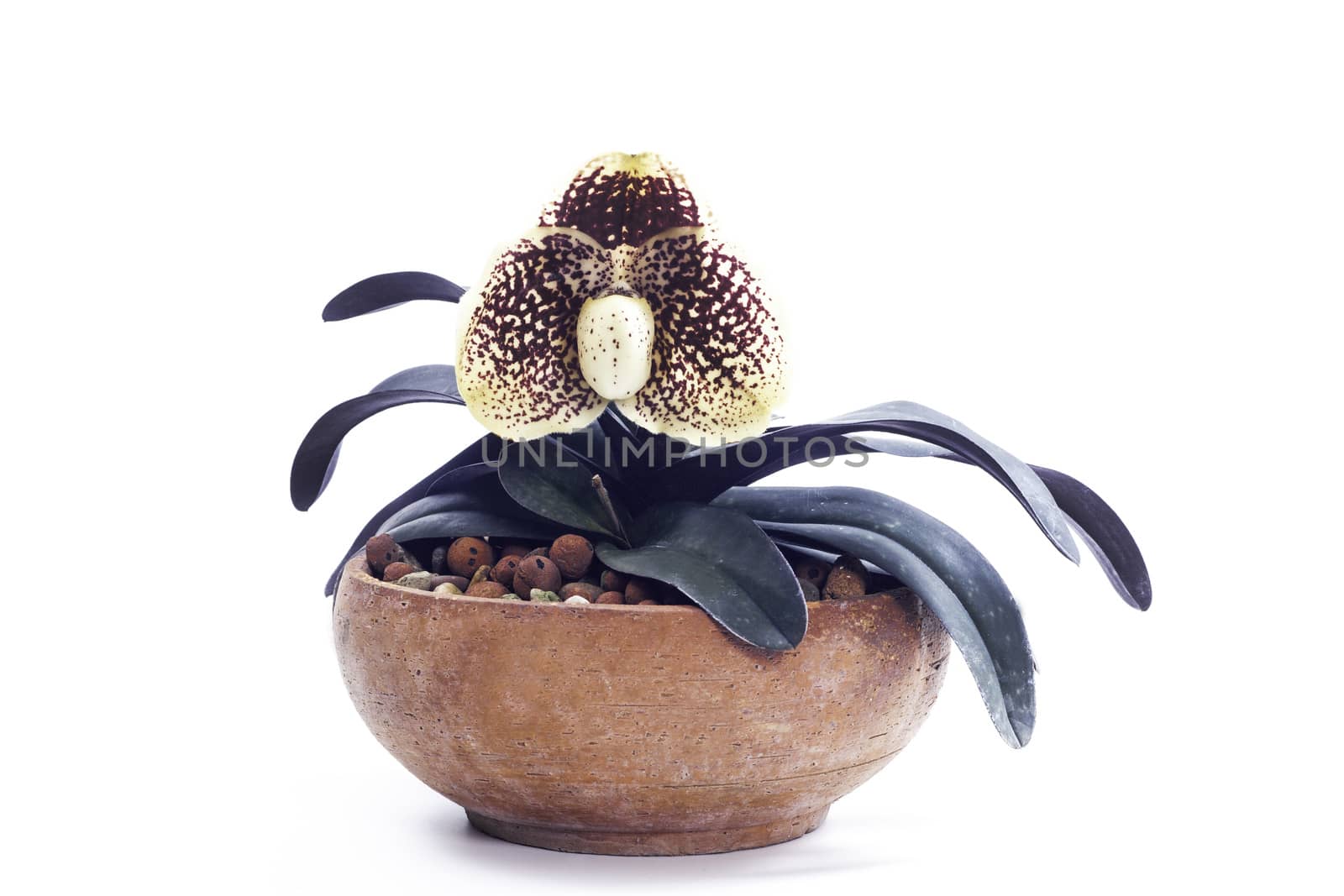 Paphiopedilum orchids flower. by jee1999
