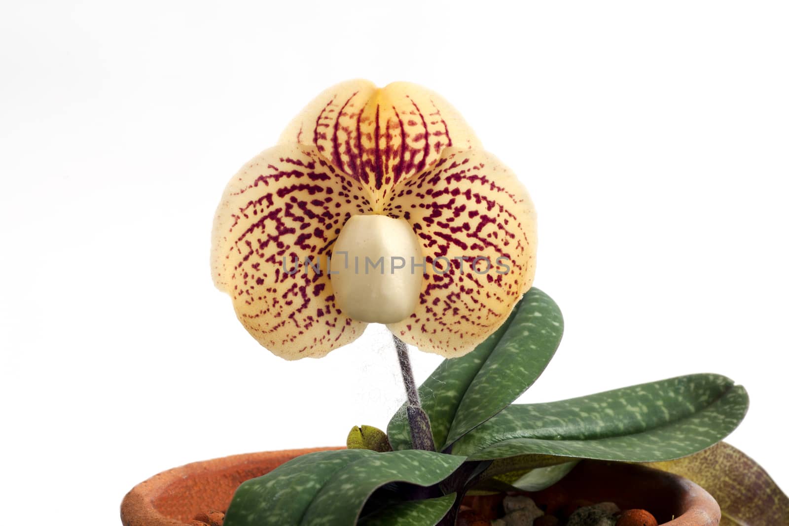 Paphiopedilum godefroyae is a species of orchid endemic to peninsular Thailand, Vietnam and Malaysia.