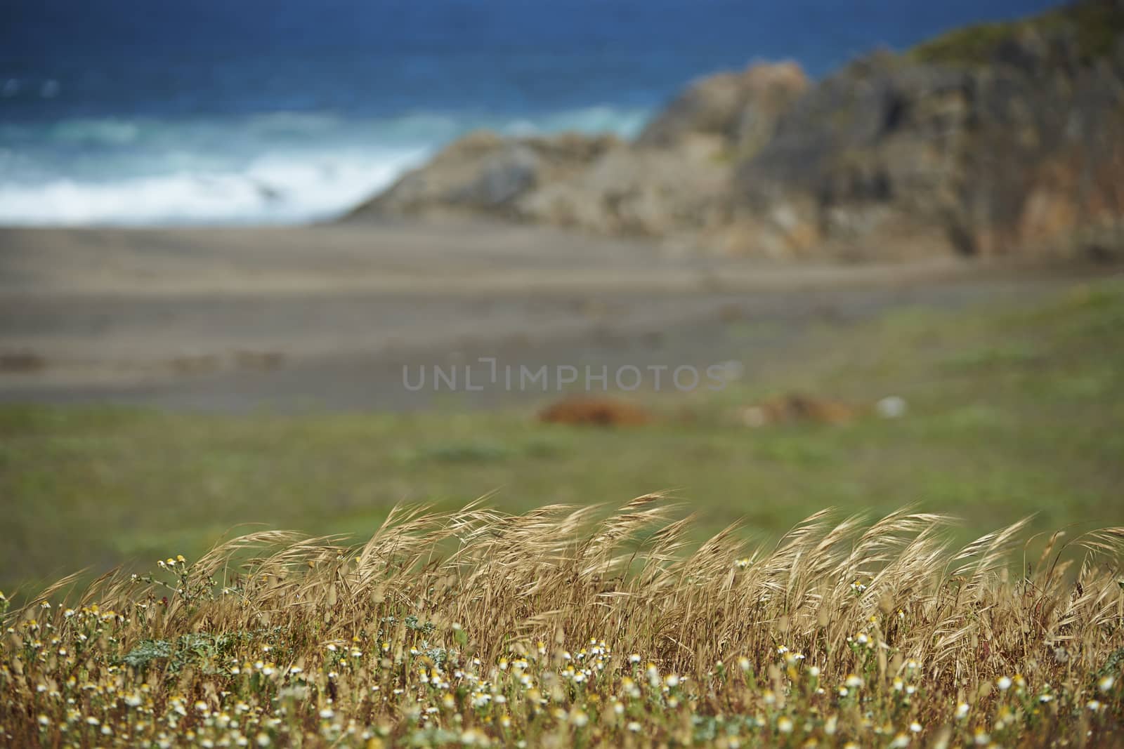 Dry grasses blowing gently in the wind on the coast at Buchupereo in Maule, Chile
