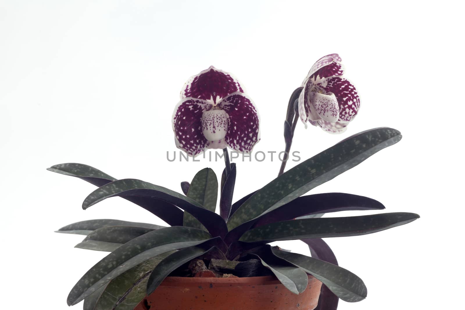 Paphiopedilum godefroyae is a species of orchid endemic to peninsular Thailand, Vietnam and Malaysia.