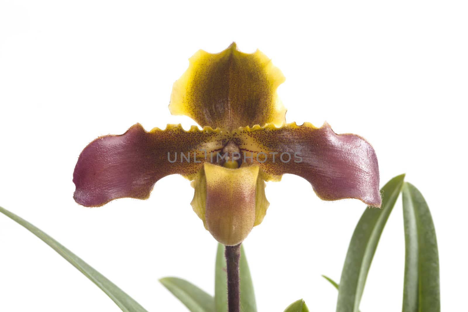 Paphiopedilum hirsutissimum is a species of orchid ranging from Assam to southern China.