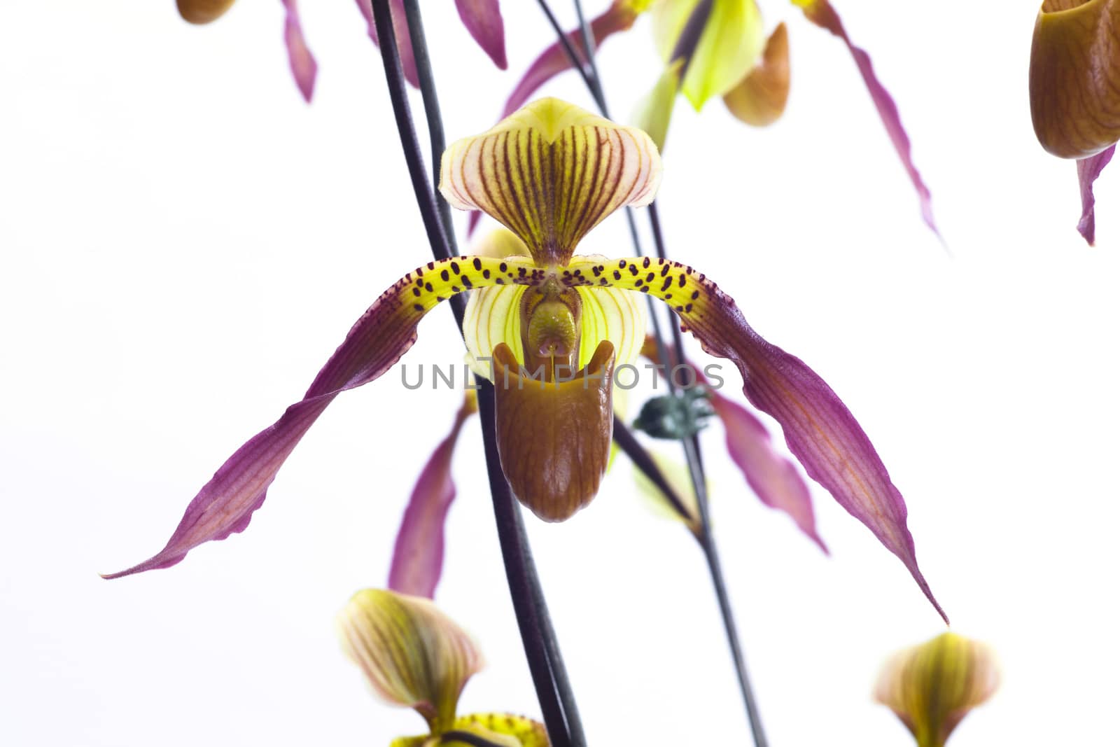  Paphiopedilum Berenice album Beautiful orchids that look strange.