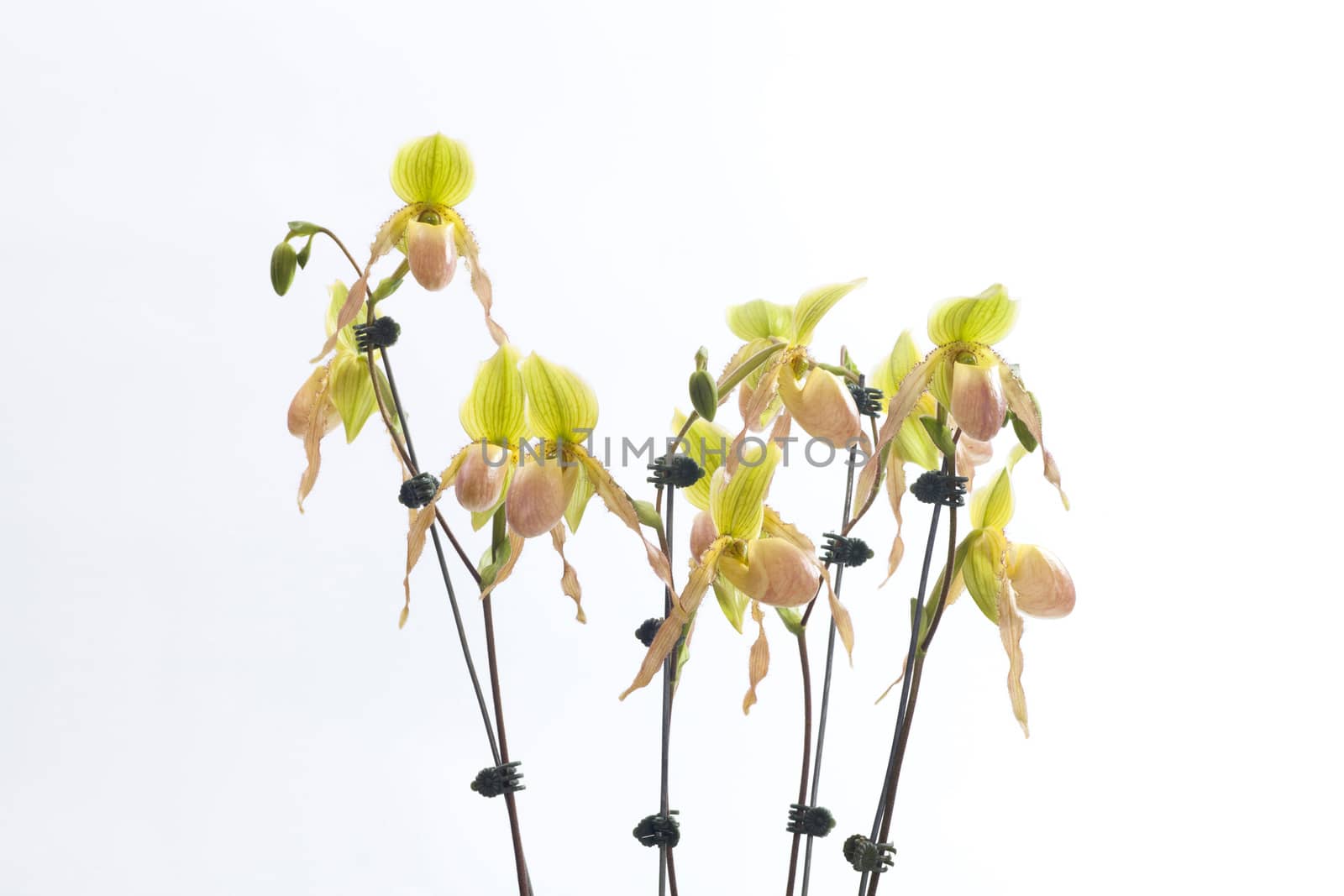 Paphiopedilum orchids flower. by jee1999