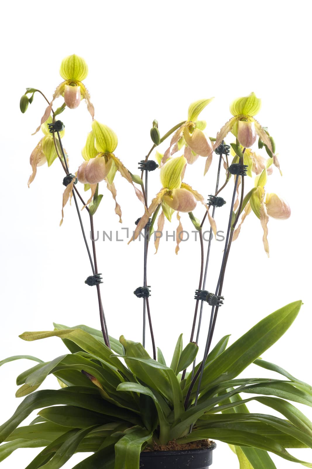 Paphiopedilum orchids flower. by jee1999