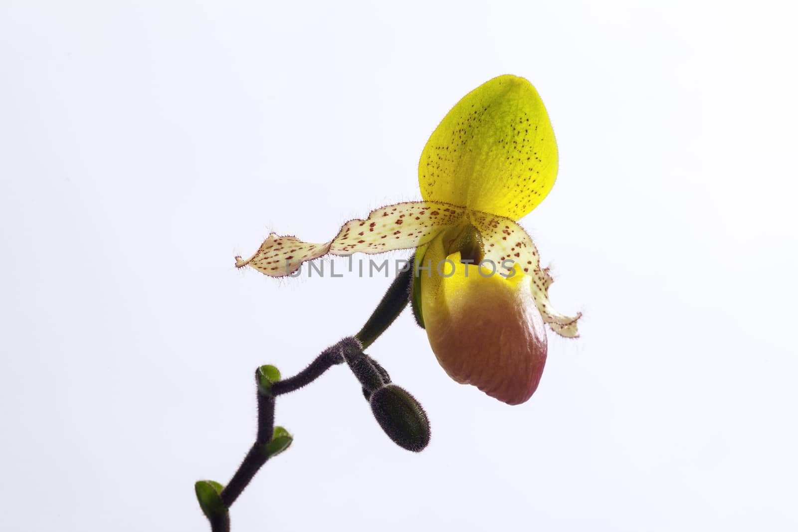 Paphiopedilum  moquettianum '(species)' ,Orchid pure Breeding Center of the Earth.