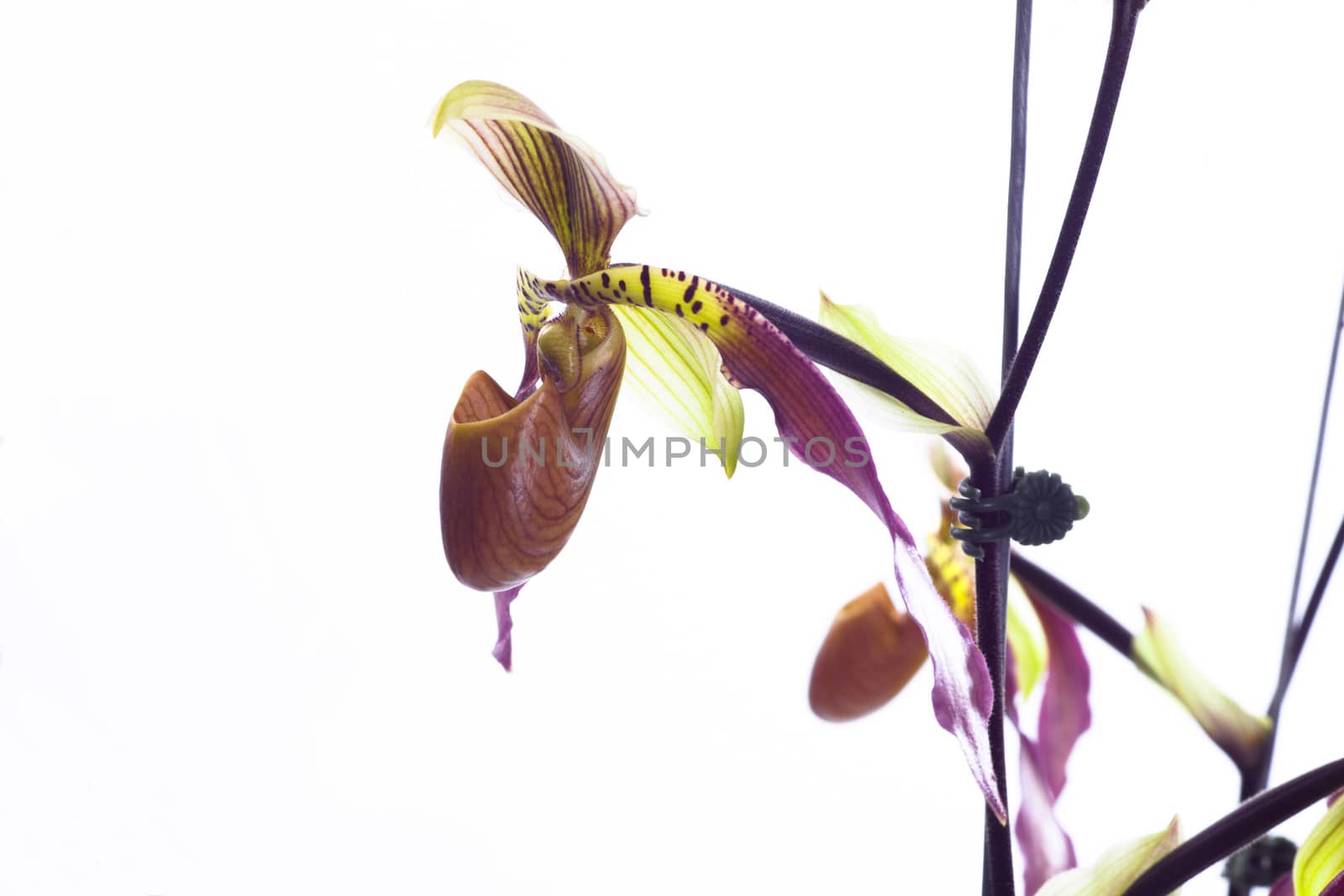 Paphiopedilum orchids flower. by jee1999