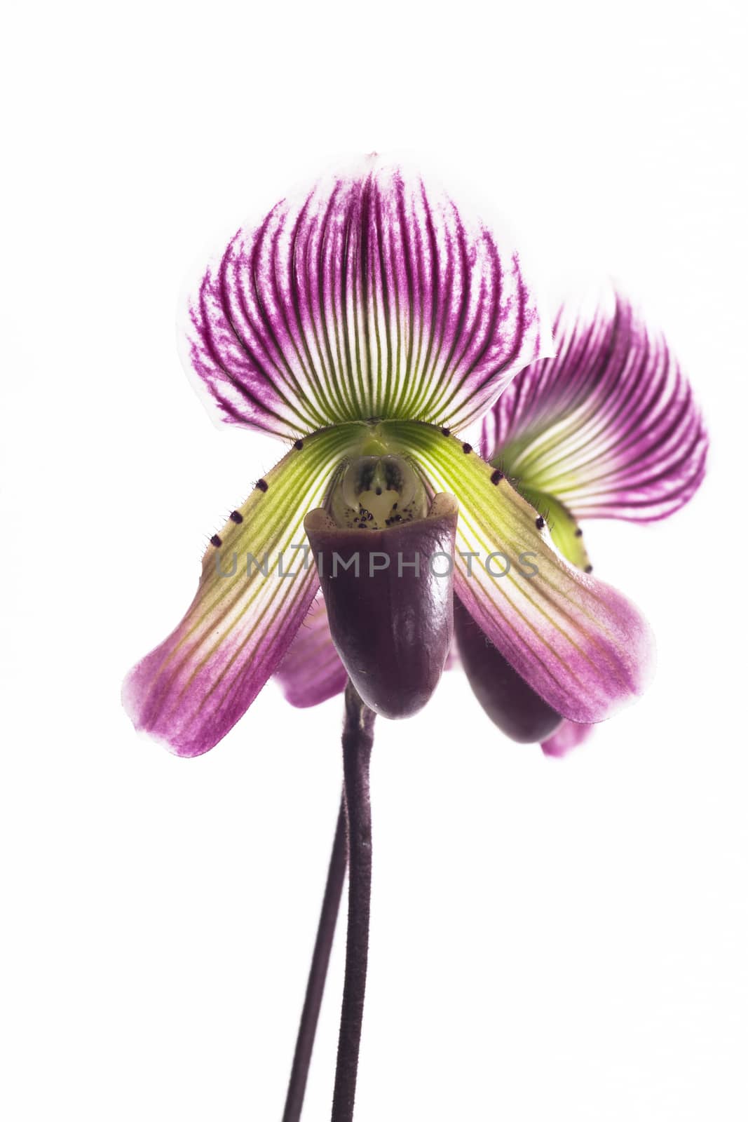 Paphiopedilum callosum is a species of orchid found from Vietnam to northwestern Peninsular Malaysia.