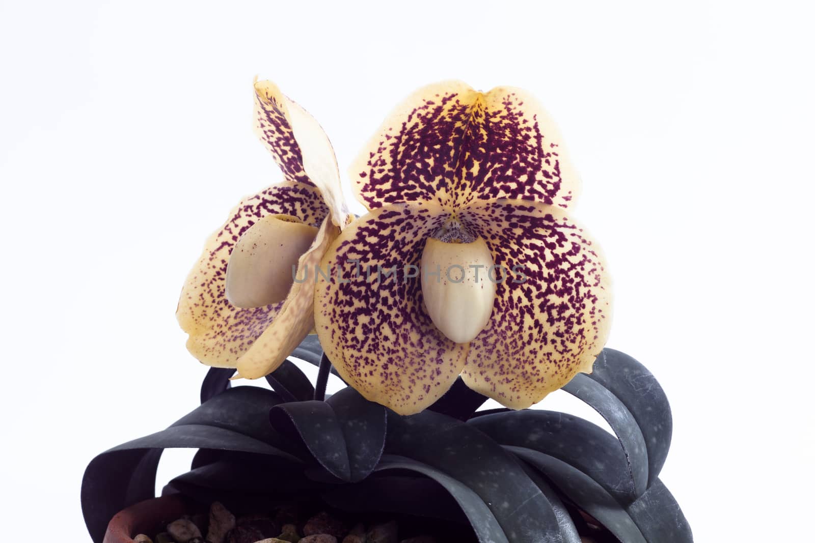 Paphiopedilum godefroyae is a species of orchid endemic to peninsular Thailand, Vietnam and Malaysia.