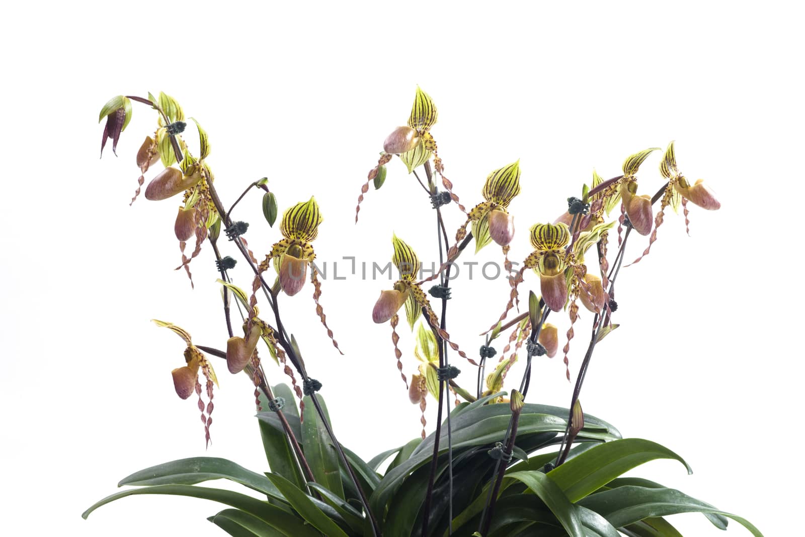 Paph Pinocchio x Philippinense 
Another shot of this hybrid. Really like the color contrasts and waxy texture of these flowers.
