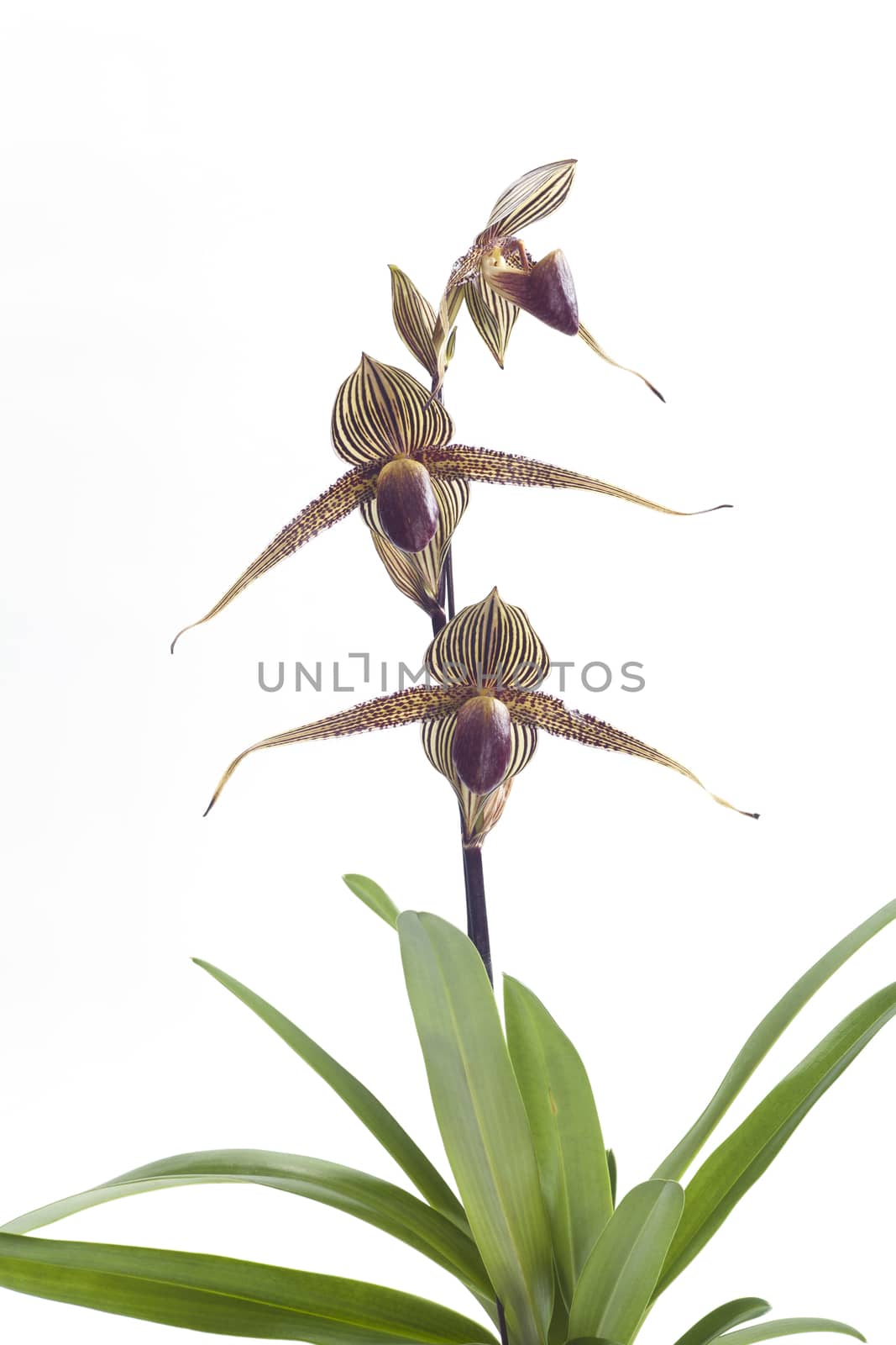 Paph. rothschildianum cultural requirements orchids.