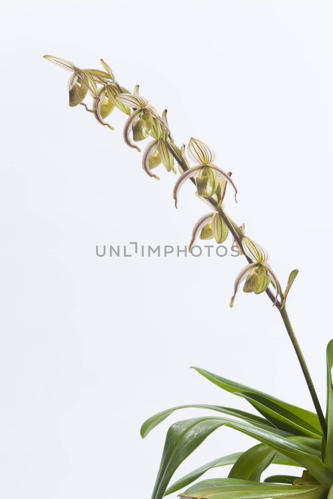 Paphiopedilum randsii Fowlie 1969,Common Name Rands' Paphiopedilum .
