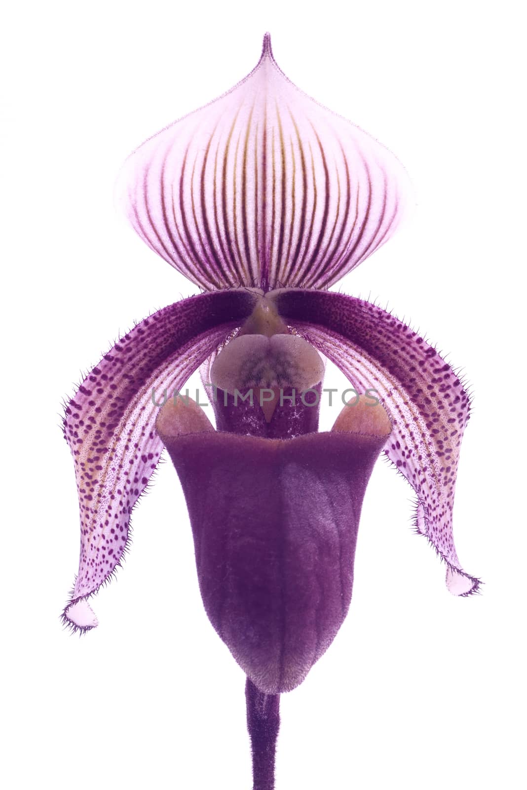 Paphiopedilum superbiens is a species of orchid endemic to northern and western Sumatra.