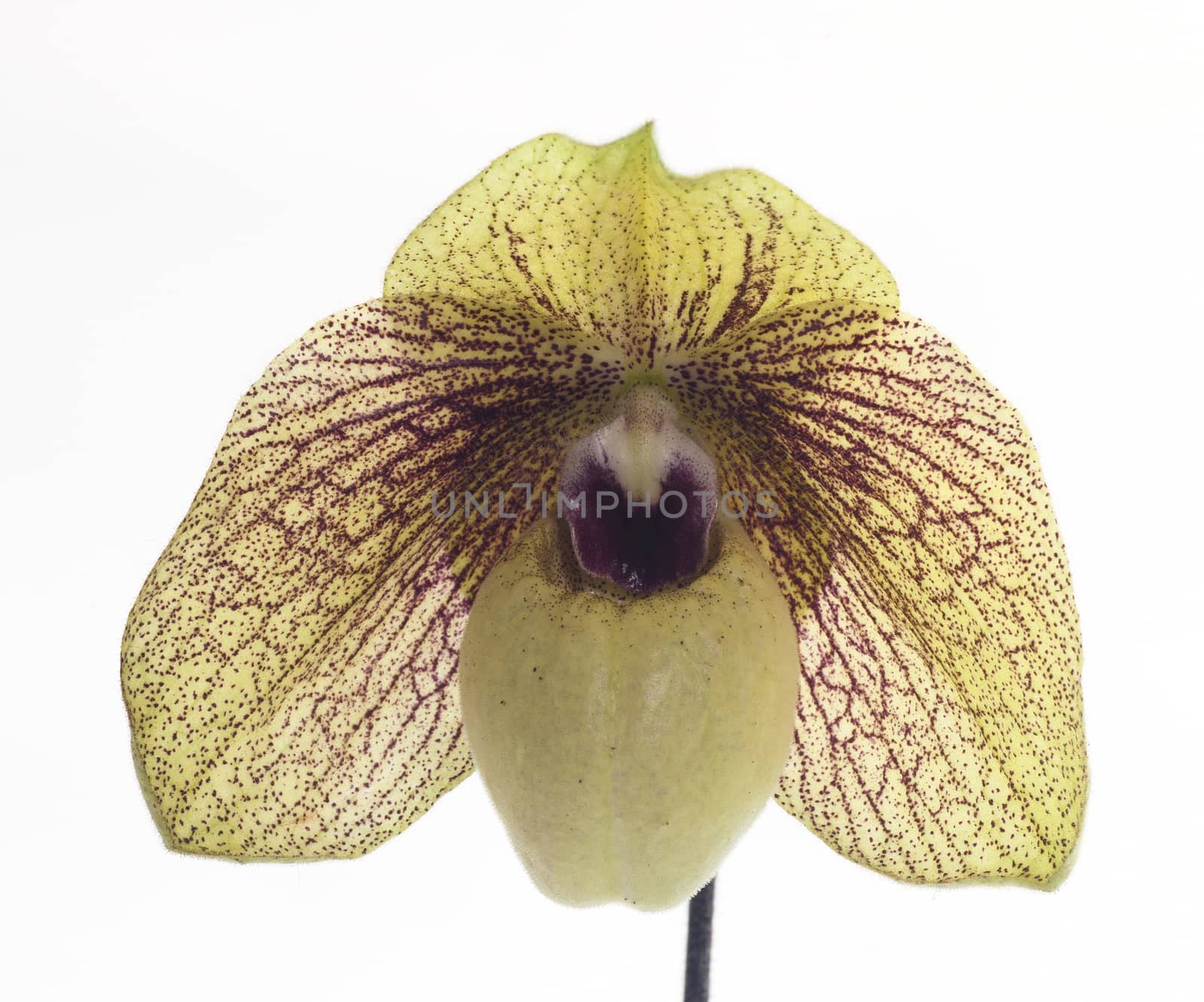 Paph. Ma Belle is an easy-to-grow primary hybrid. The picture is one of the first seedlilngs from this cross that bloomed. These are really nice and large strong plants.