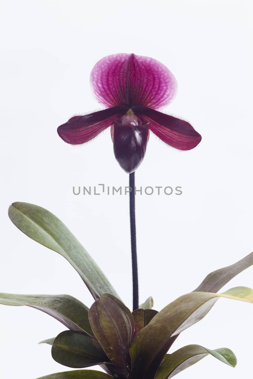 Lady Slipper Orchid Paphiopedilum Schaetzchen.