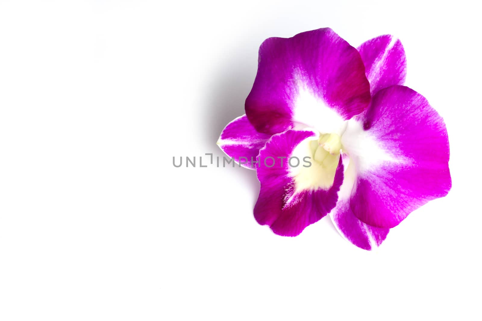  pink Orchid on white background 