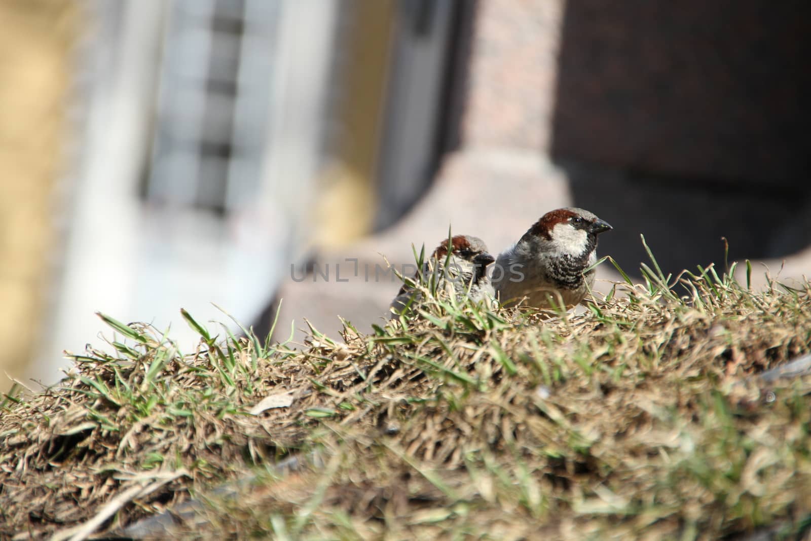Two sparrows on a hillock in the middle of a spring grass. Natural background