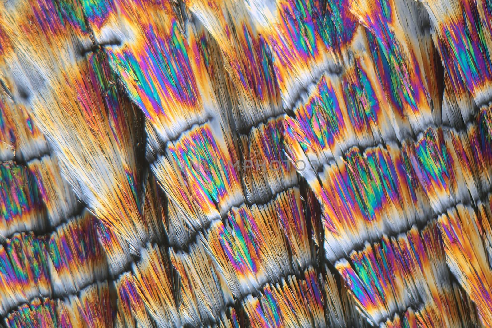 Vitamin B crystals under the microscope (magnification 80x and polarized light).