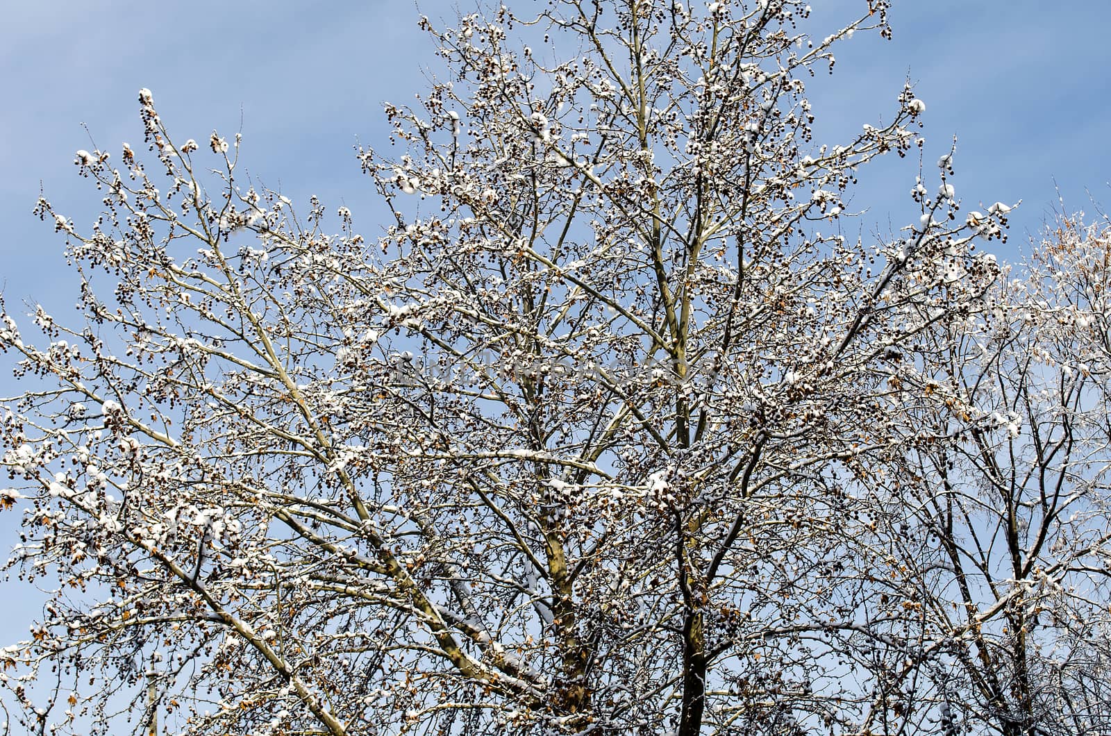 Frozen trees in winter season background view