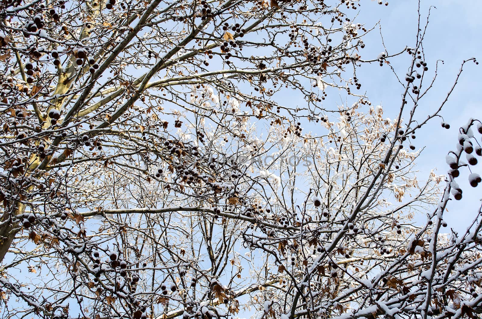 Frozen trees in winter season background view