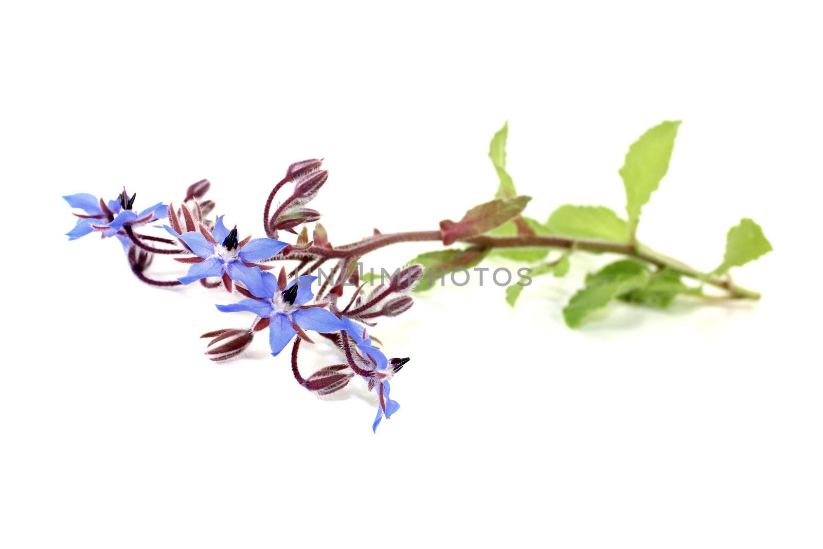 fresh natural Borage by discovery