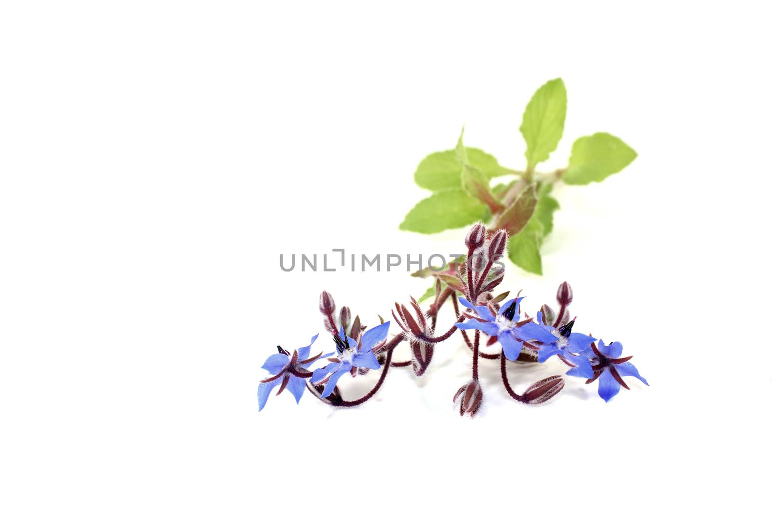 fresh delicious Borage by discovery