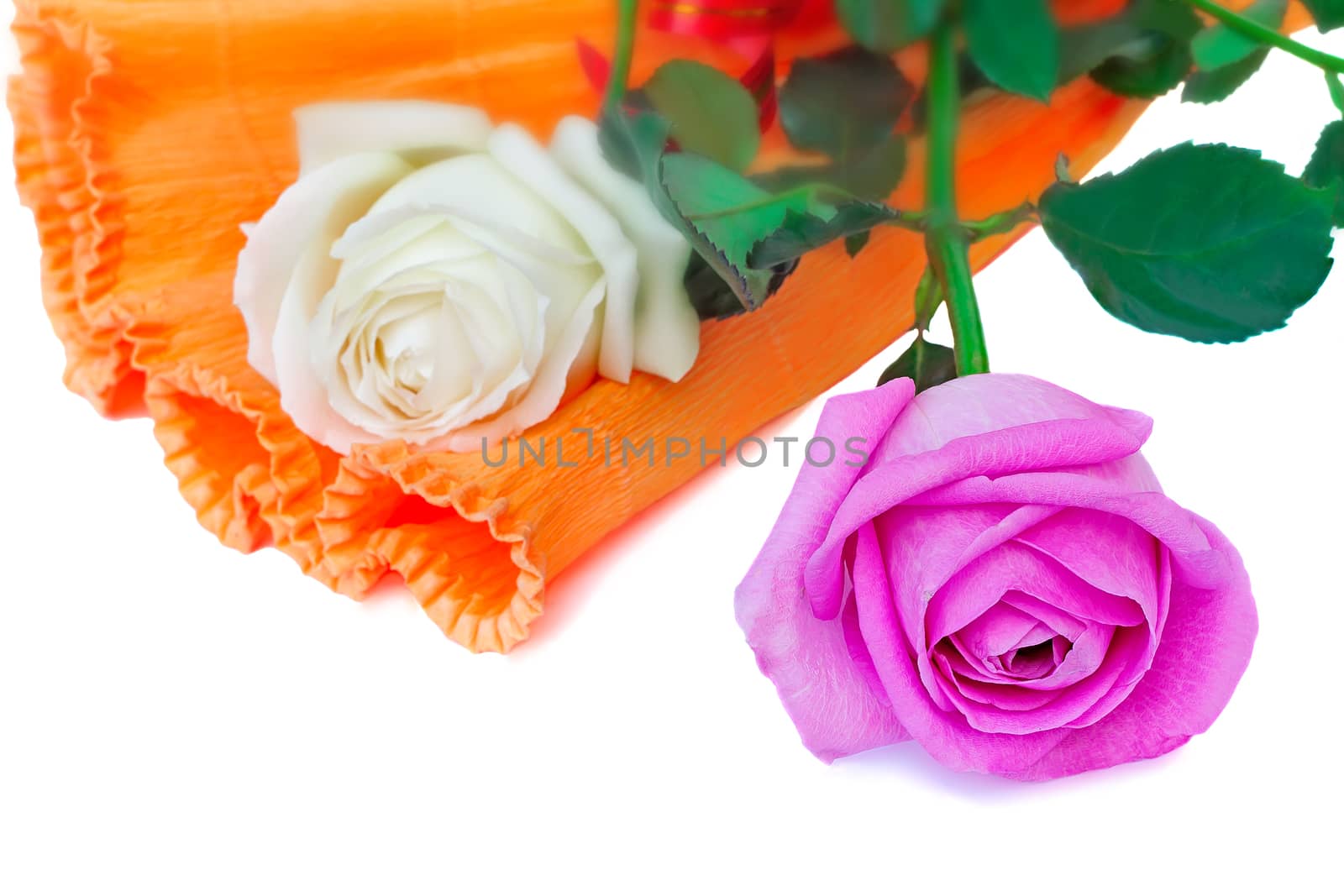 Beautiful pink and red roses , decorated in the form of a bouquet. Presented on a white background.