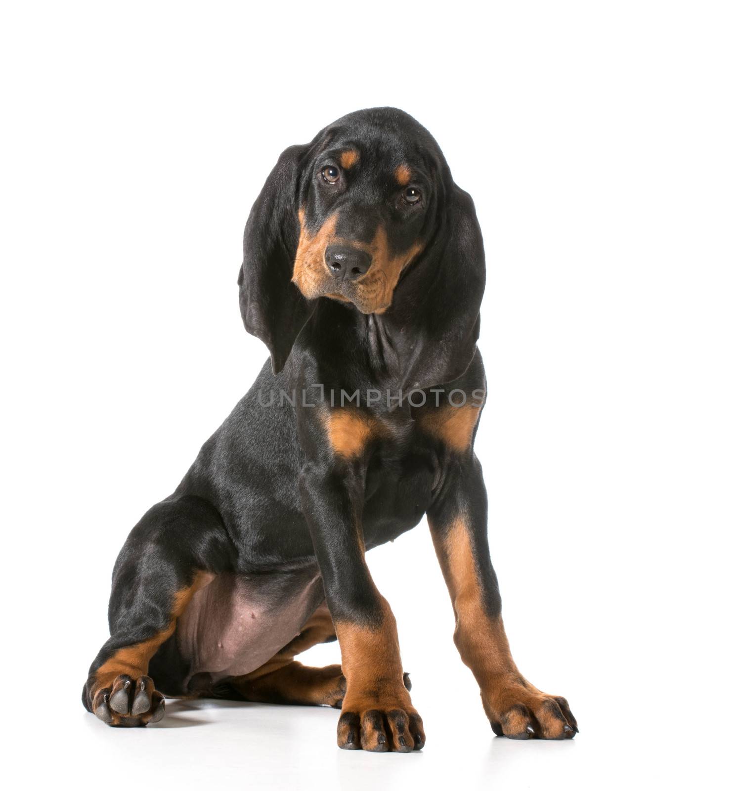 cute puppy - black and tan coonhound sitting looking at viewer