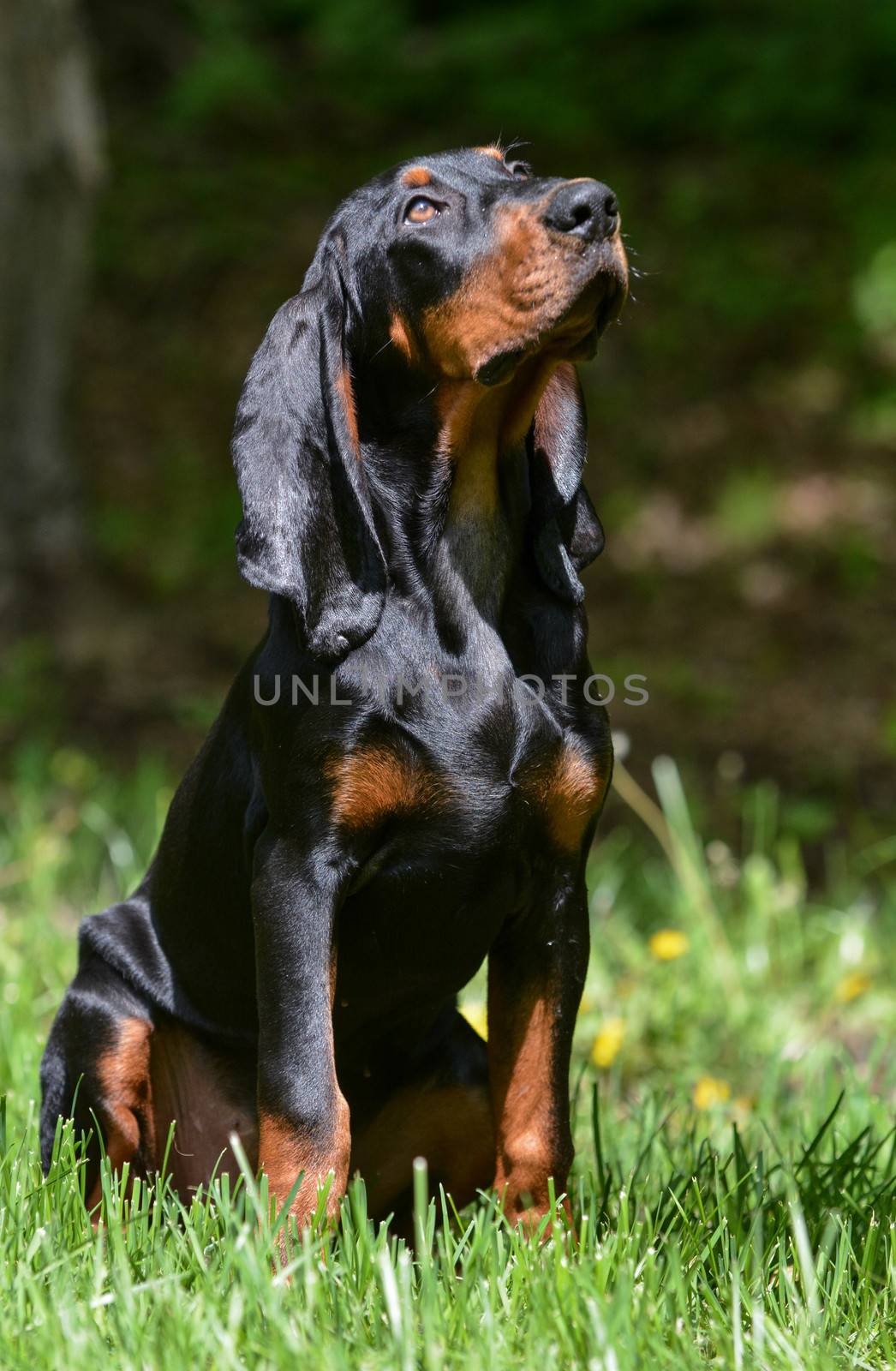 black and tan coonhound puppy sitting in the grass