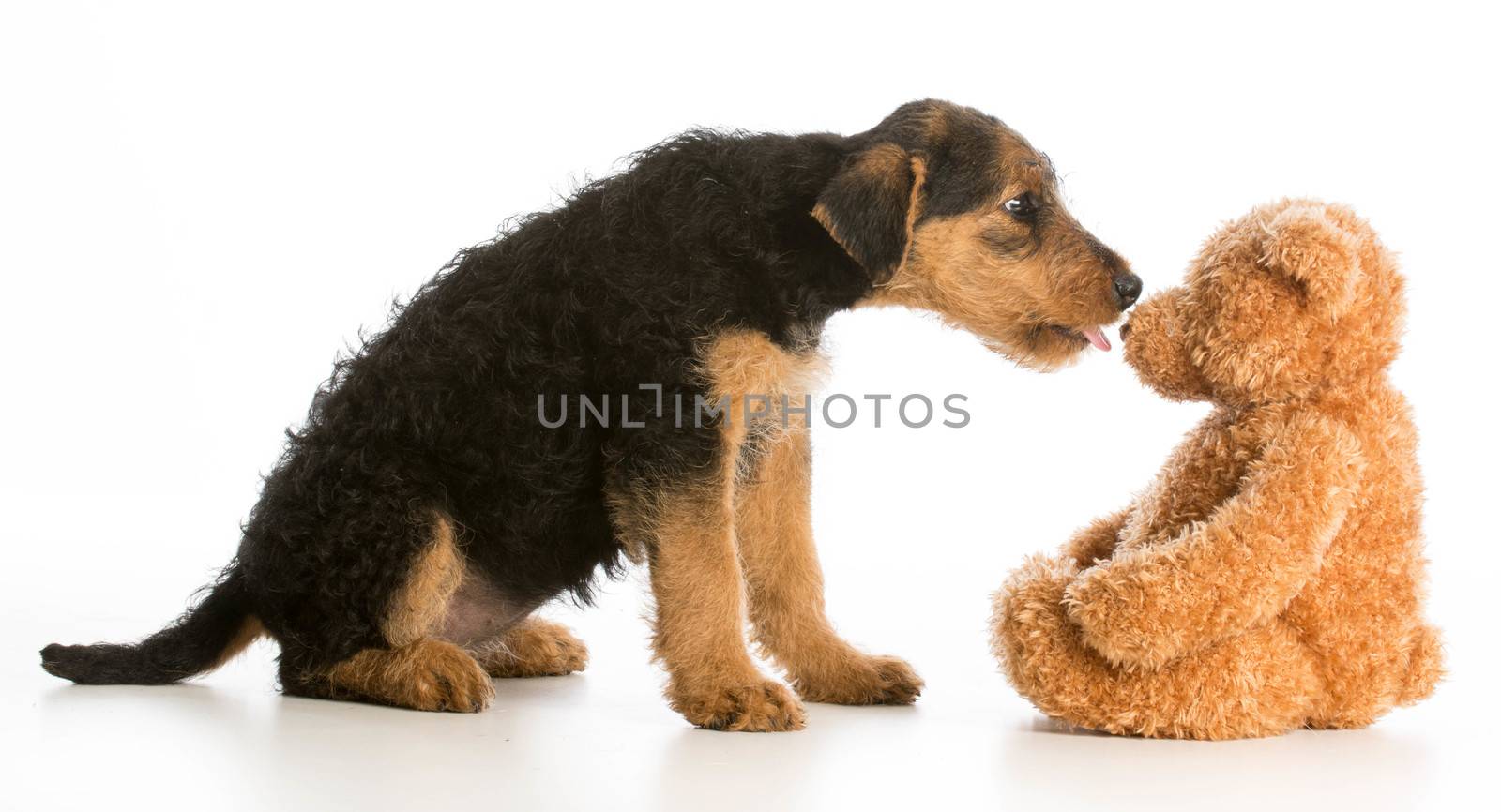 cute puppy and teddy bear by willeecole123