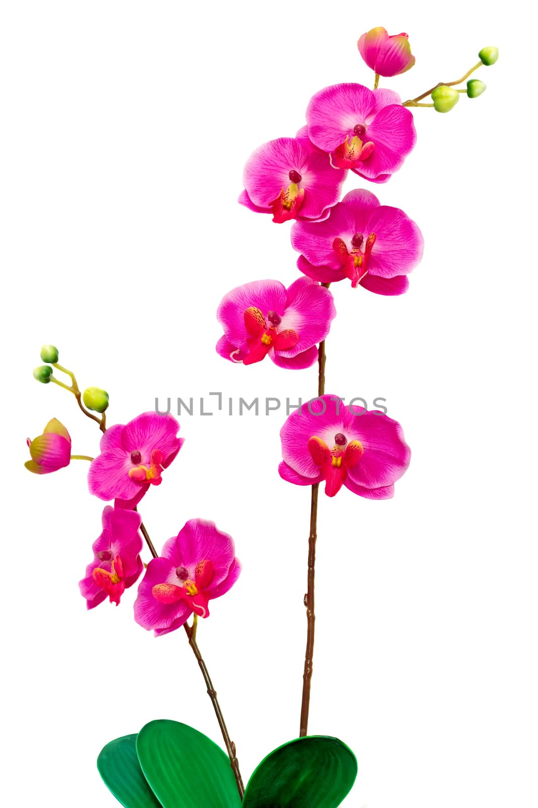 Artificial Orchid flower on white background. by georgina198