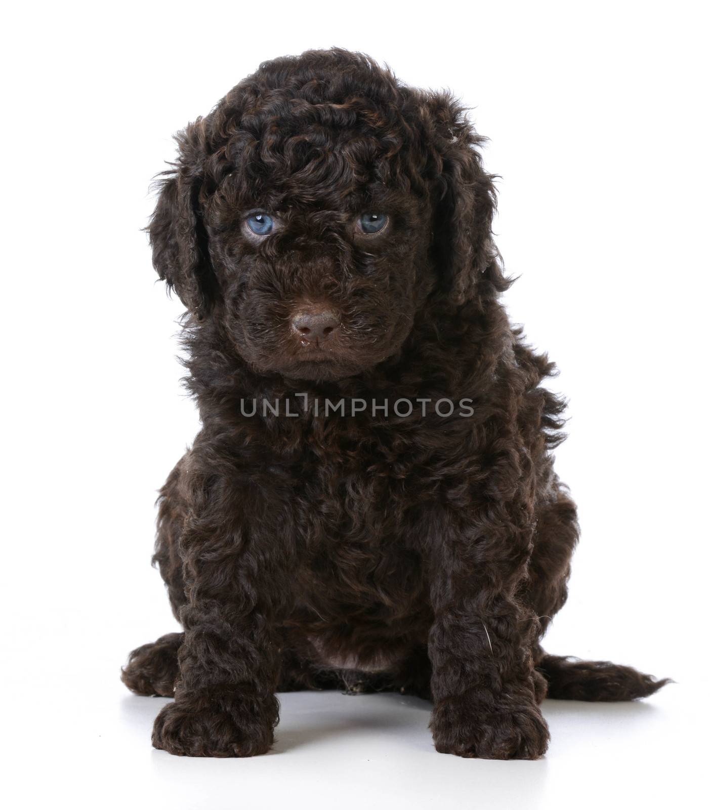 cute puppy - barbet puppy sitting on white background - 5 weeks old