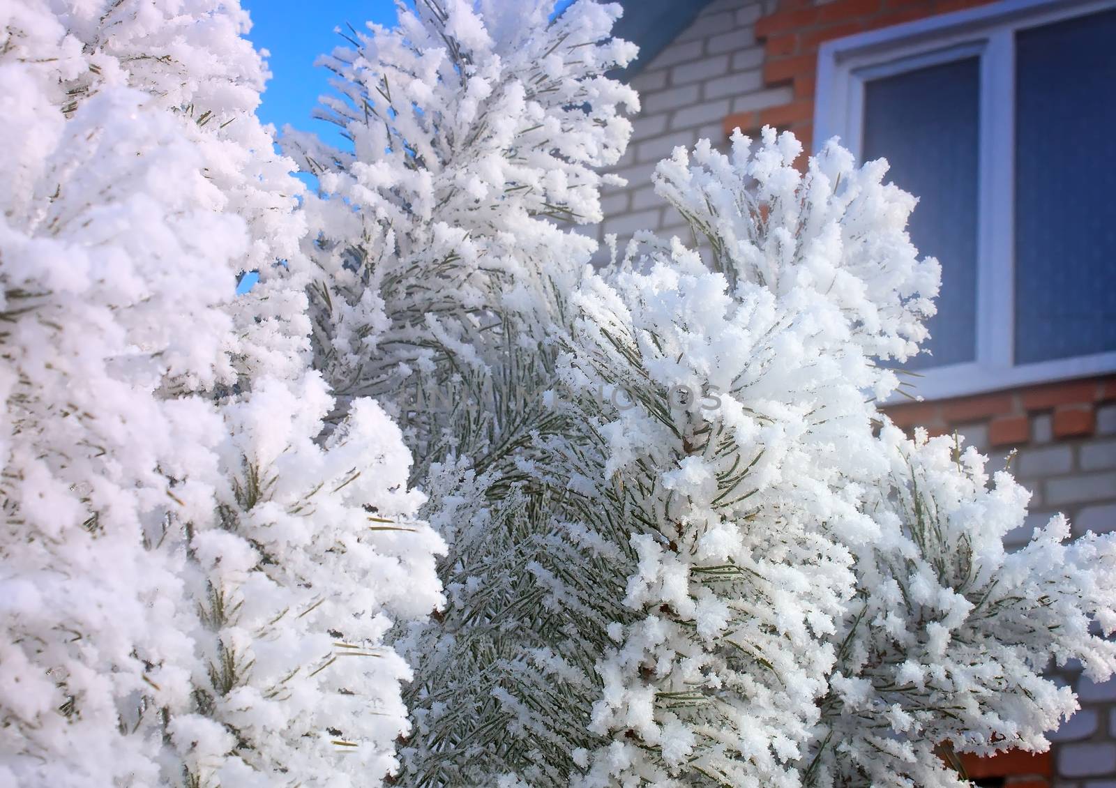 The trees, covered with a large number of thick frost on the background of blue sky.