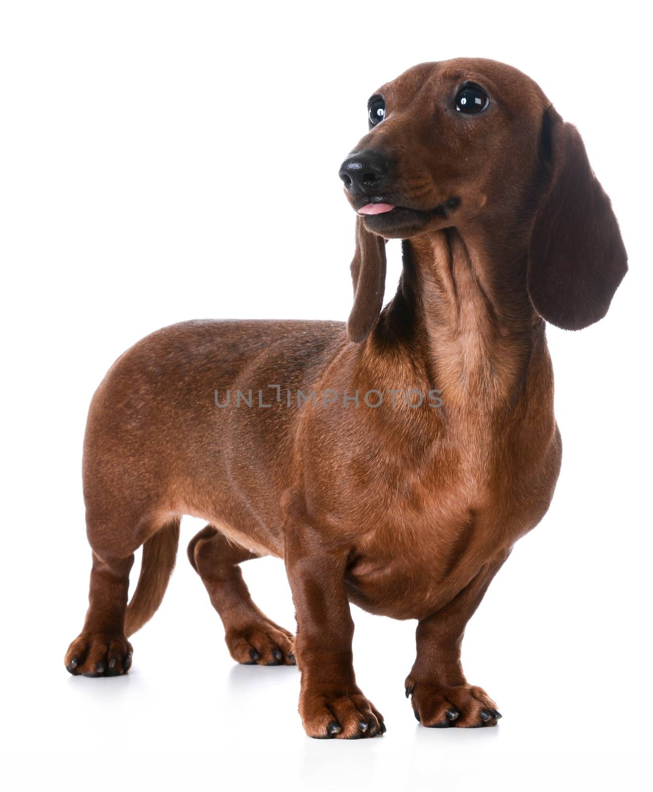 miniature smooth dachshund sticking tongue out on white background
