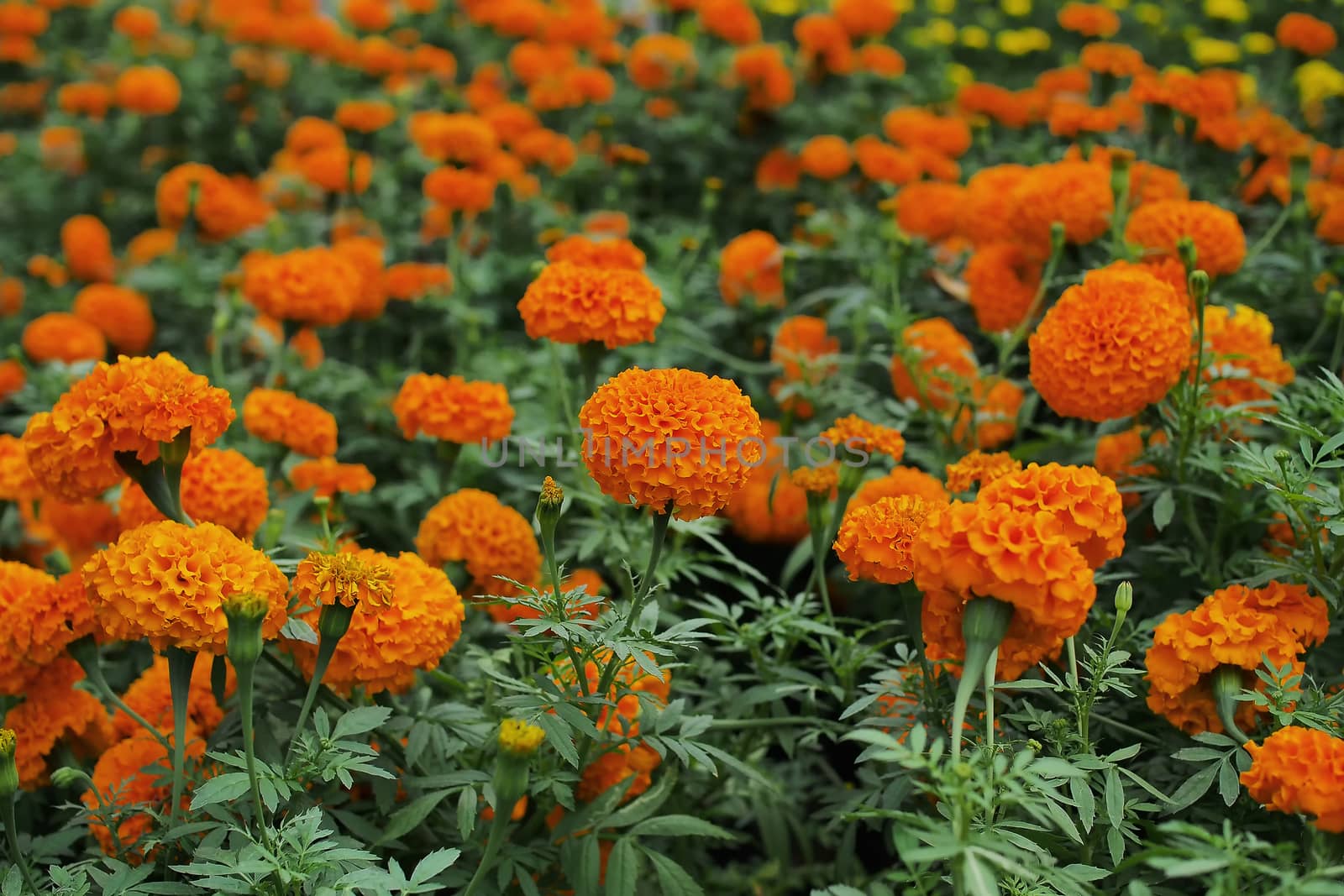 beautiful marigold flower in the garden
