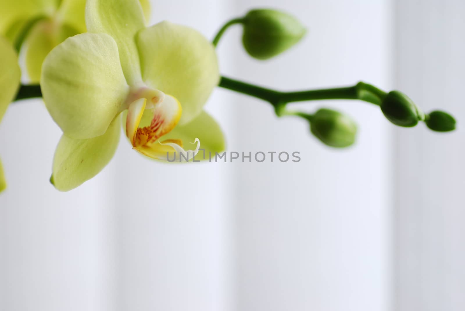 Close up green orchid