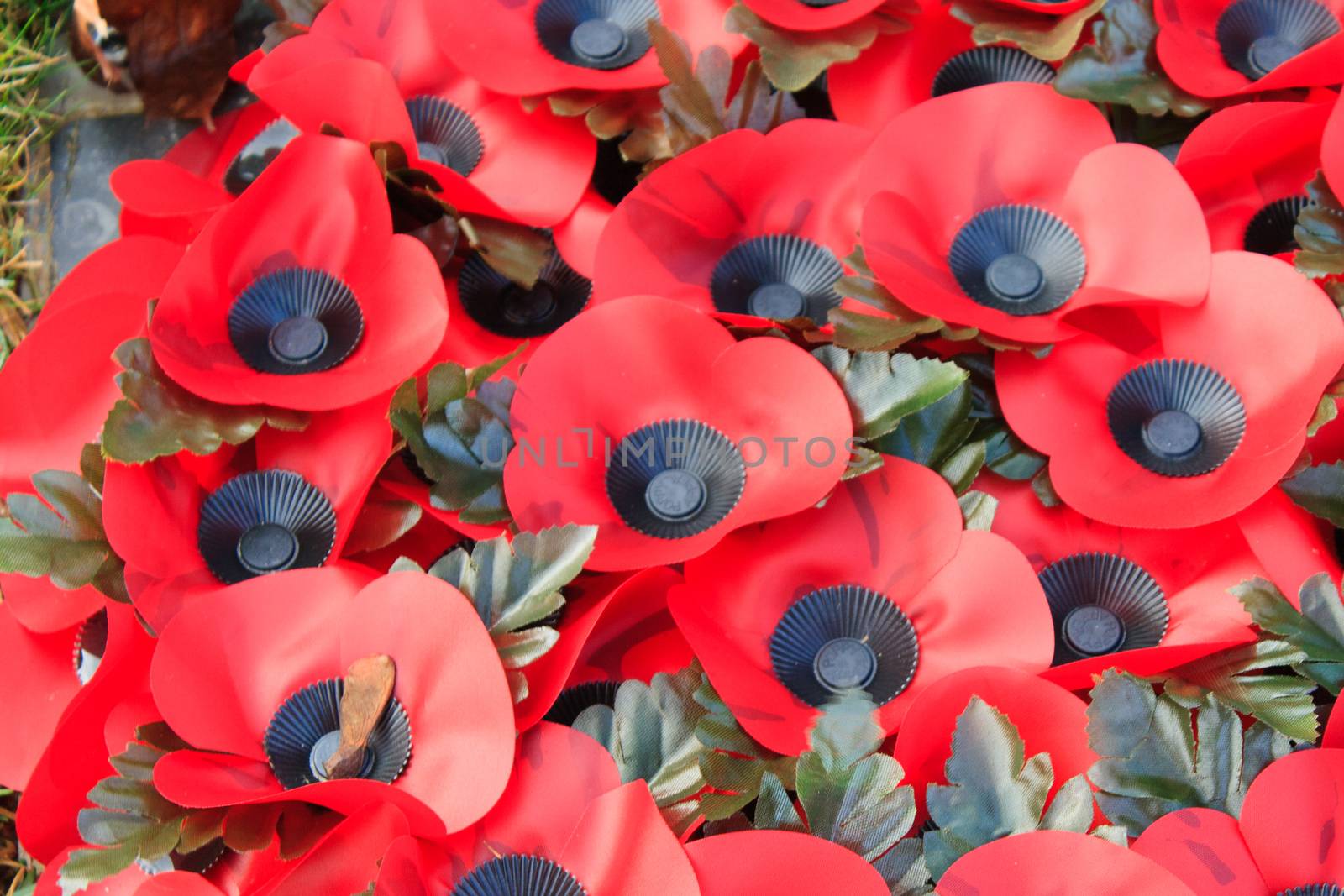 Poppy remembrance anzac day world war 1
