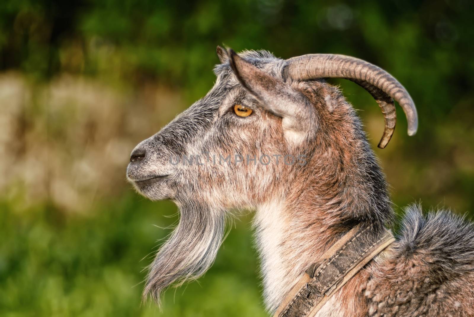 goat, capra, profile portrait, chinese zodiac symbol