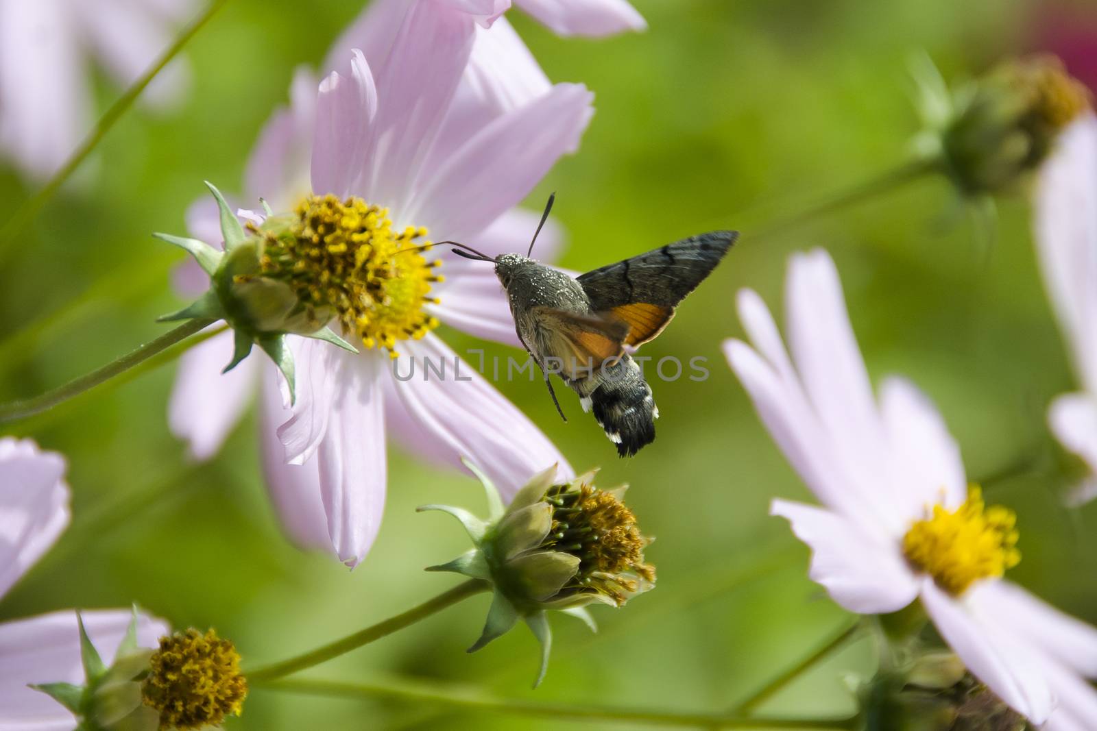 Butterfly - Brazhnik collects pollen from a flower