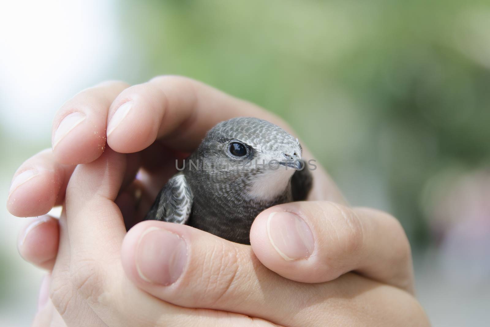 Nestling swift can not fly sits on the palm