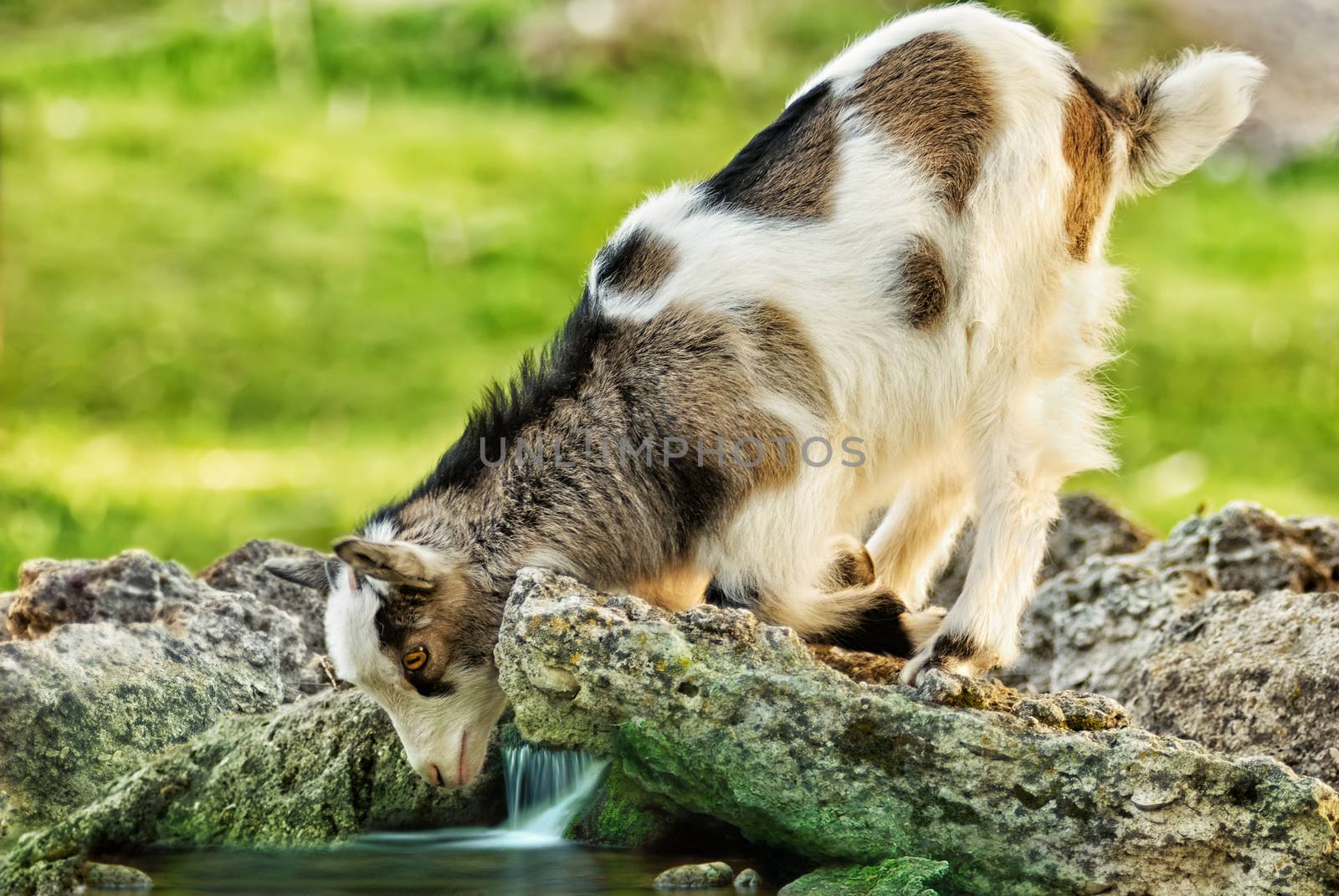 she goat kid looking in it's reflection in the water stream